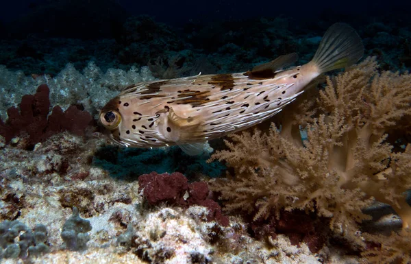 Porcupinefish Mascarado Nadando Entre Corais Macios Boracay Island Filipinas — Fotografia de Stock