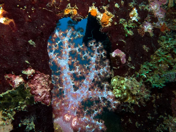 Корали Dendronephthya Hemprichi Ростуть Зруйнованому Острові Боракай Філіппіни — стокове фото