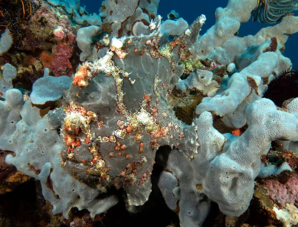 Sapo Pintado Coral Macio Cinzento Boracay Island Filipinas — Fotografia de Stock