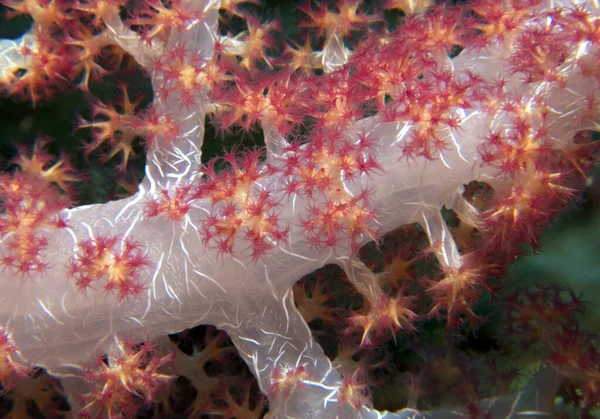 Vista Perto Coral Dendronephthya Hemprichi Boracay Island Filipinas — Fotografia de Stock