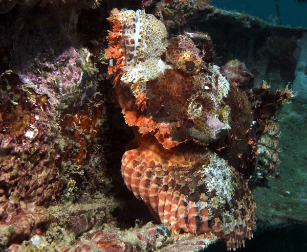 Boracay Filipinleri enkazındaki Sakallı Akrep Balığının yakın görüntüsü