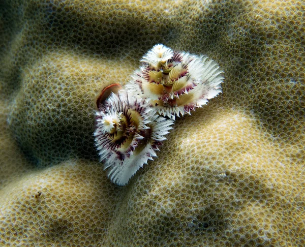 Verme Árvore Natal Spirobranchus Giganteus Boracay Island Filipinas — Fotografia de Stock