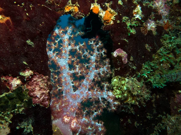 Корали Dendronephthya Hemprichi Ростуть Зруйнованому Острові Боракай Філіппіни — стокове фото