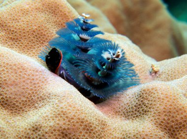 A blue Christmas tree worm, Spirobranchus giganteus Boracay Island Philippines