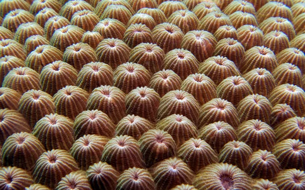 Close Image Diploastrea Heliopora Coral Boracay Island Philippines — Stock Photo, Image