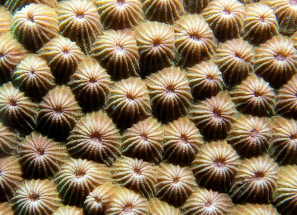 Nahaufnahme Von Diploastrea Heliopora Koralle Boracay Island Philippinen — Stockfoto