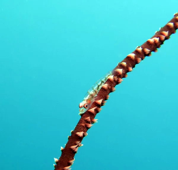 Goby Whip Coral Boracay Island Philippines — kuvapankkivalokuva