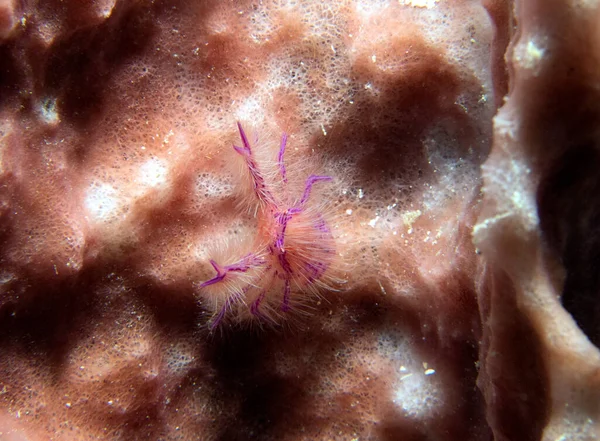 一种粉红毛蹲龙虾 也被称为菲利蟹 菲律宾婆罗洲岛 — 图库照片
