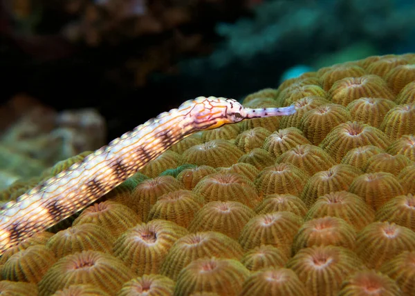 Schultz Pipefish Brown Coral Boracay Island Philippines — Stock Photo, Image