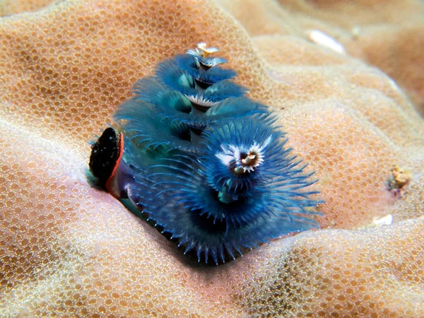 Blue Christmas Tree Worm Spirobranchus Giganteus Boracay Island Philippines — Fotografia de Stock