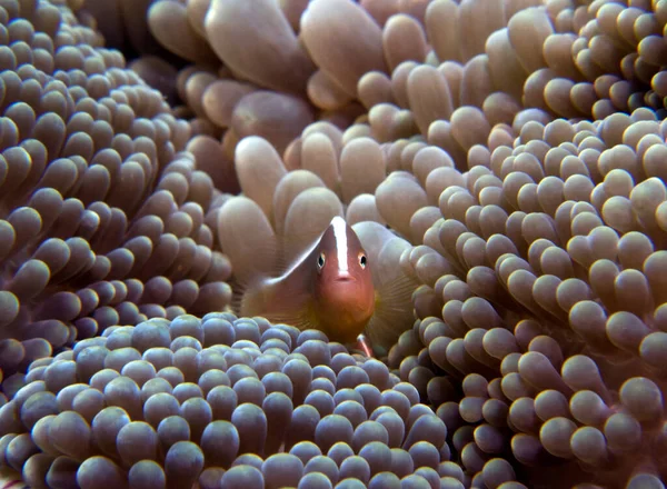 Pink Skunk Clownfish Pink Anemonefish Boracay Island Philippines —  Fotos de Stock