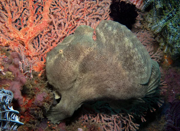 Yeşil bir kurbağa balığı Gargonian mercan Boracay Adası Filipinlerinde yürüyor