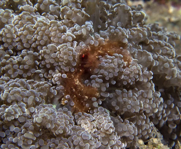 Achaeus Japonicus Boracay Adası Filipinleri olarak da bilinen Orangutan yengeci.