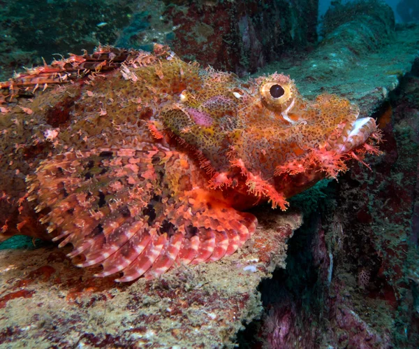 Boracay Filipinleri 'nde bir uçak enkazının kanadında dinlenen sakallı akrep balığı.