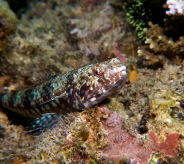 Close up view of a sand Lizardfish resting on a rock Boracay Island Philippines