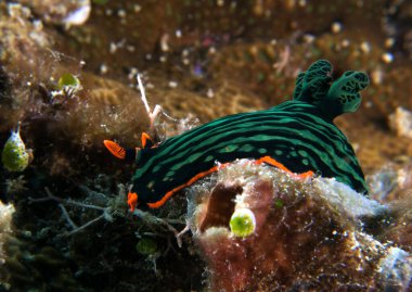 Yumuşak mercanlar üzerinde sürünen bir Nembrotha Kubaryana çıplak dalışı Boracay Adası Filipinleri