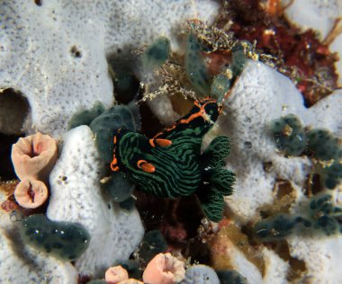 Yumuşak mercanlar üzerinde sürünen bir Nembrotha Kubaryana çıplak dalışı Boracay Adası Filipinleri