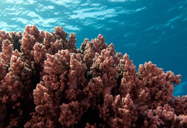 Lemnalia soft coral in a shallow reef Boracay Island Philippines