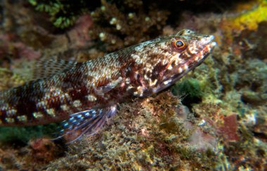 A Sand Lizardfish resting on a rock Boracay Island Philippines