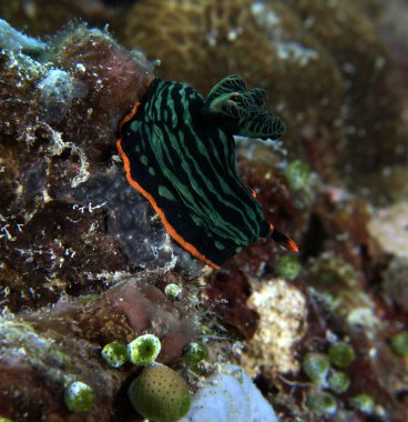 Yumuşak mercanlar üzerinde sürünen bir Nembrotha Kubaryana çıplak dalışı Boracay Adası Filipinleri