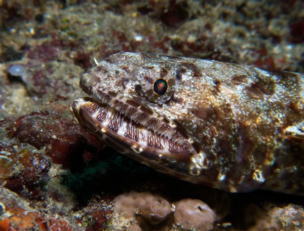 Sand Lizardfish Camouflaged Rocks Boracay Island Philippines — Stock Photo, Image