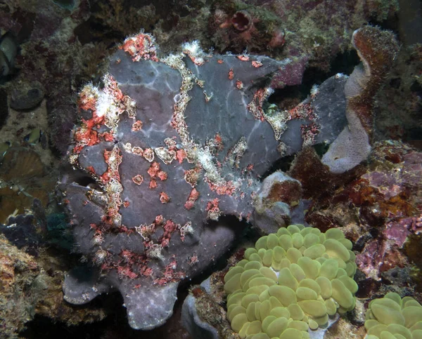 Painted Frogfish Corals Boracay Island Philippines — Stockfoto