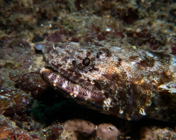 Lizardfish Kamouflerad Stenar Boracay Island Philippines — Stockfoto