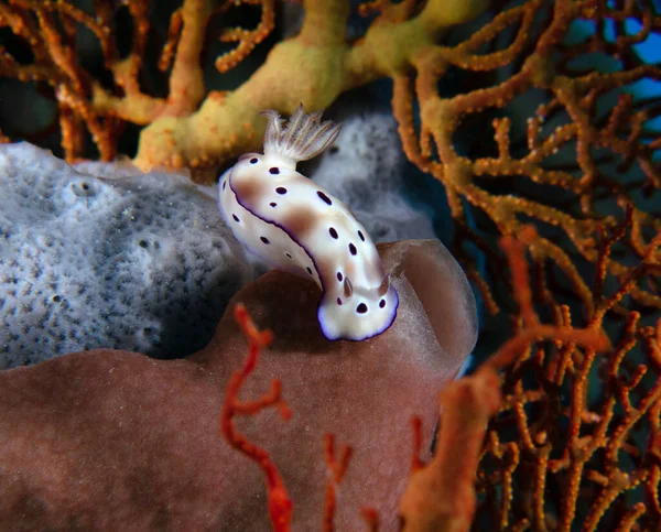 Yumuşak mercanlar üzerinde bir Hypselodoris tryoni çıplaklığı Boracay Adası Filipinleri