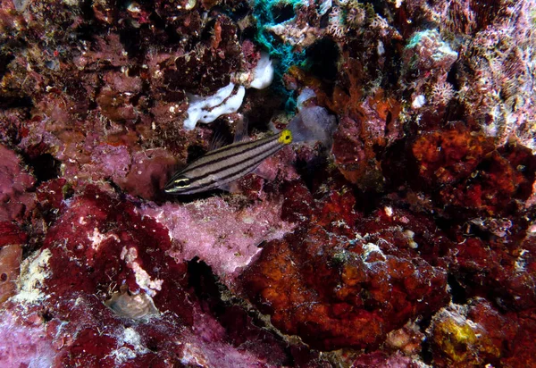 Pez Cardenal Rayas Negras Arrecife Poco Profundo Isla Boracay Filipinas —  Fotos de Stock
