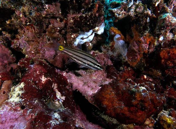 Pez Cardenal Rayas Negras Arrecife Poco Profundo Isla Boracay Filipinas —  Fotos de Stock