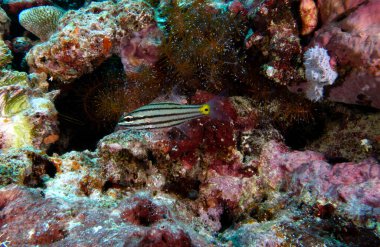 Boracay Adası 'ndaki sığ bir resifte siyah çizgili bir kardinalbalığı.
