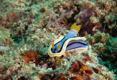 Bir Chromodoris Annae çıplak dalışı Mercanlar üzerinde sürünüyor Boracay Adası Filipinleri