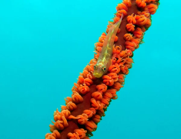 Goby Whip Coral Boracay Island Philippines — Stock Photo, Image