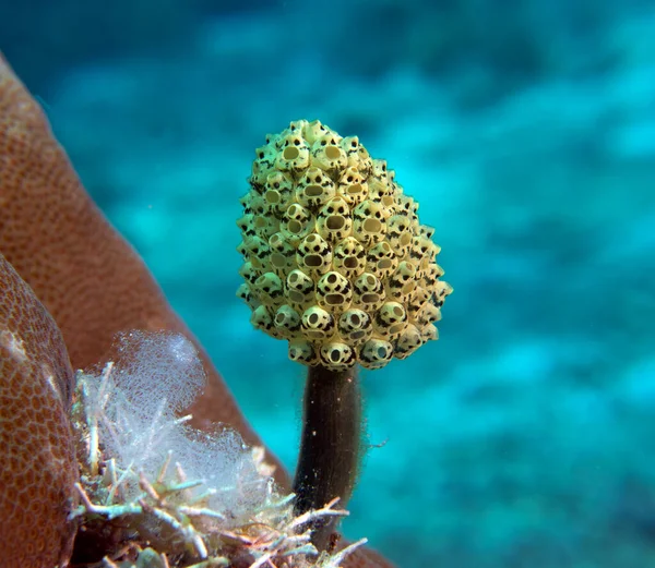 Oxycorynia fascicularis, Ascidian Boracay Adası Filipinleri olarak da bilinir.