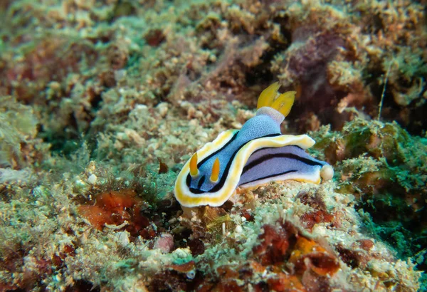 Chromodoris Annae Nudibranch Kryper Koraller Boracay Island Philippines — Stockfoto