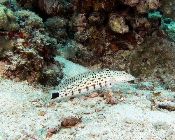 Speckled Sandperch Descansando Areia Boracay Island Filipinas — Fotografia de Stock