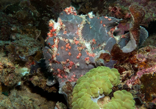 Painted Frogfish Corals Boracay Island Philippines — Stockfoto