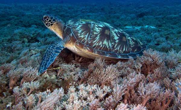 Yumuşak mercanlarda dinlenen yeşil bir kaplumbağa Boracay Adası Filipinleri