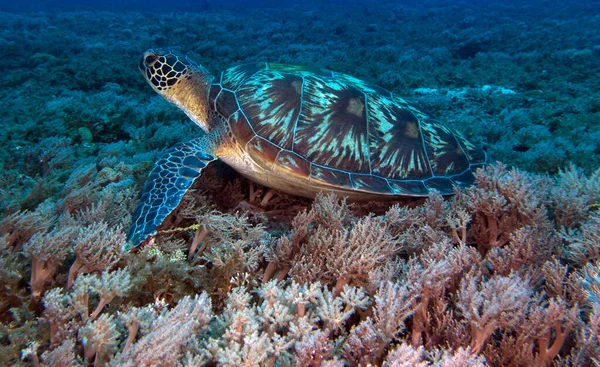 Eine Grüne Schildkröte Ruht Auf Weichkorallen Boracay Island Philippinen Stockfoto