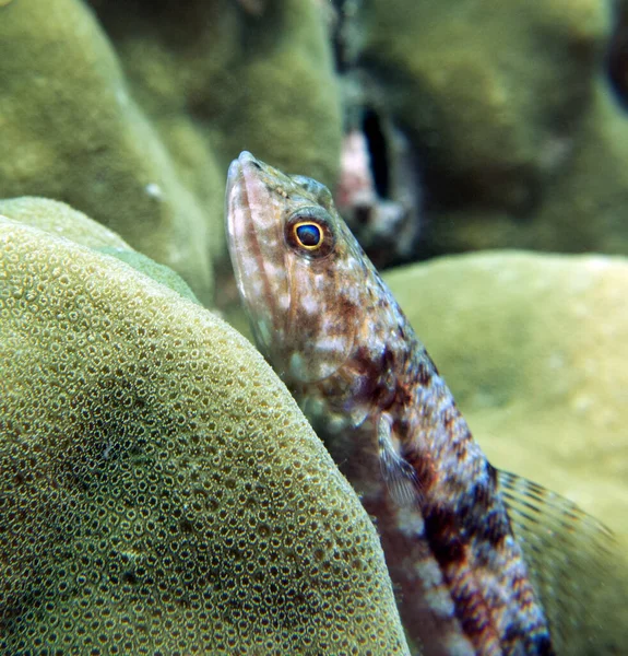 Bir kum kertenkelesi kayalıklarda dinleniyor Boracay Adası Filipinleri