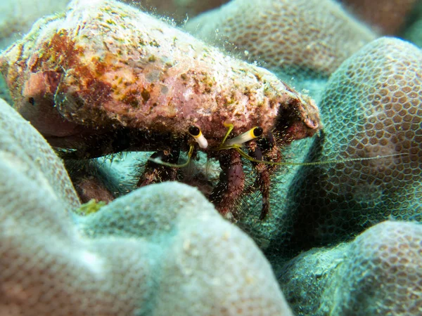 Crab Hermit Mergând Corali Insula Boracay Filipine — Fotografie, imagine de stoc