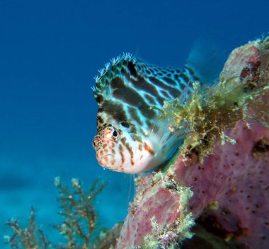 Bir Benekli Şahin Balığı mercanlar üzerinde dinleniyor Boracay Adası Filipinleri