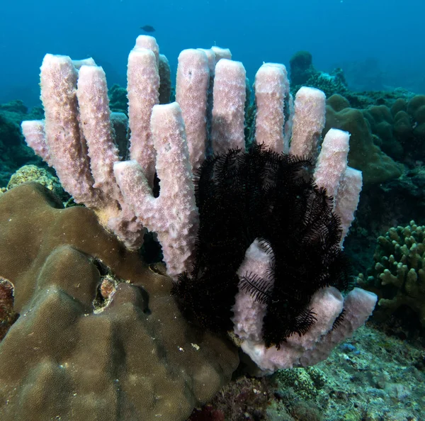 Kallypilidion Also Known Tube Sponges Boracay Island Philippines — Stock Photo, Image