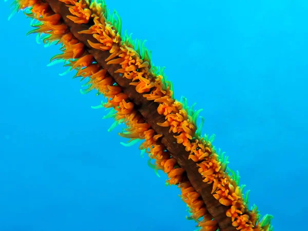 Eine Orangenpeitsche Koralle Auf Boracay Island Philippinen — Stockfoto