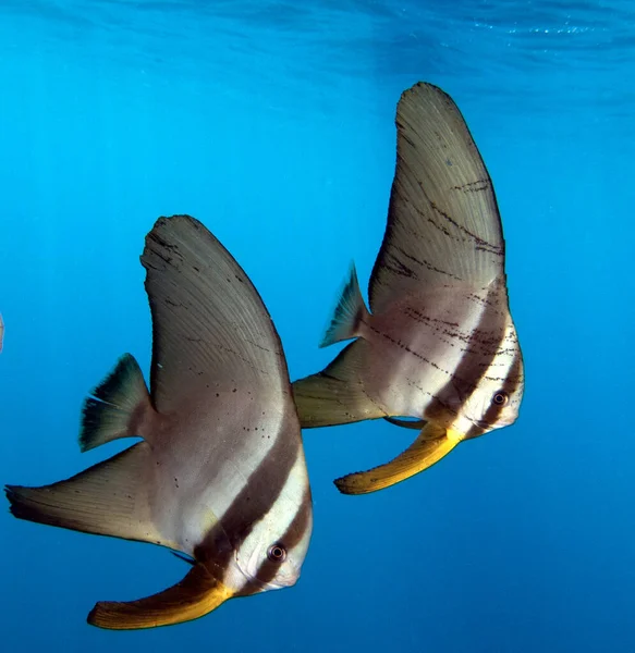 Platax pinnatus Boracay Adası Filipinleri olarak da bilinir.