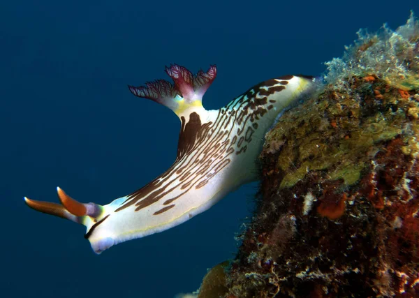 Bir Nembrotha Lineolata çıplak dalışı Boracay Adası Filipinleri enkazında sürünüyor.