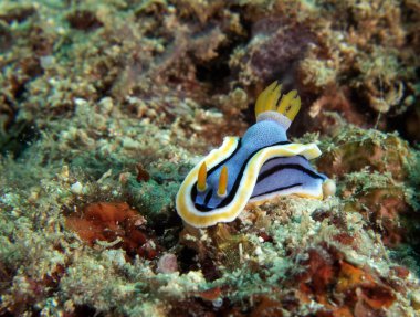 Bir Chromodoris Annae çıplak dalışı Mercanlar üzerinde sürünüyor Boracay Adası Filipinleri