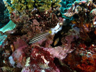 Boracay Adası 'ndaki sığ bir resifte siyah çizgili bir kardinalbalığı.