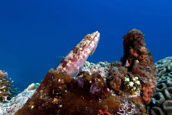 Mercan Boracay Adası Filipinlerinde dinlenen bir kum kertenkelesi.