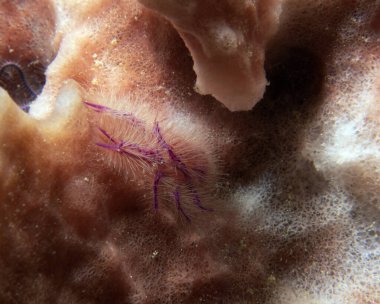 Pembe tüylü ıstakoz. Boracay Adası Filipinleri 'nde yengeç olarak da bilinir.